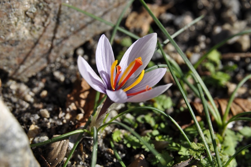 Crocus cartwrightianus v creticus