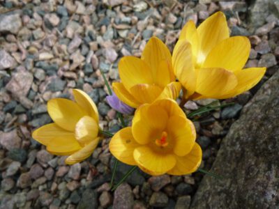 Crocus chrysanthus 'Skyline'