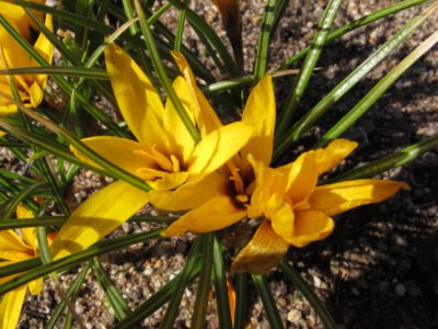 Crocus korolkowii 'Lucky Numbe'