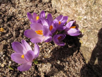 Crocus veluchensis