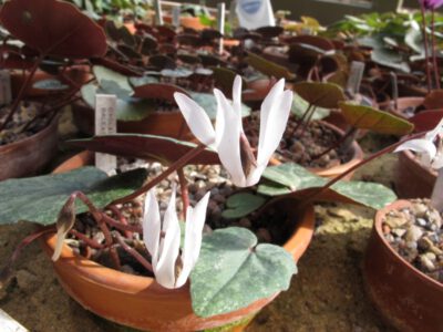 Cyclamen-balearicum-