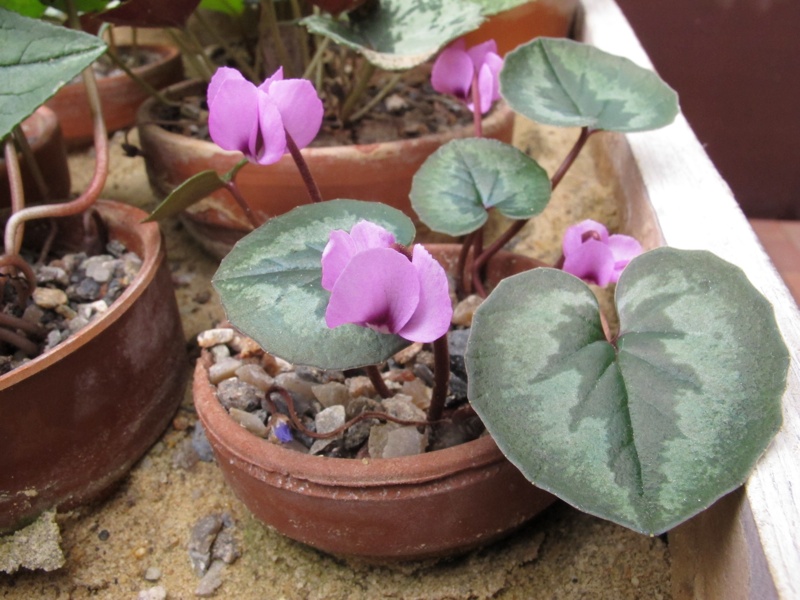 Cyclamen coum ssp caucasicum