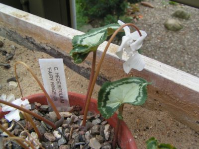 Cyclamen hederifolium 'Fairy Rings'