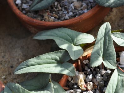 Cyclamen hederifolium 'Tilebarn Helena'