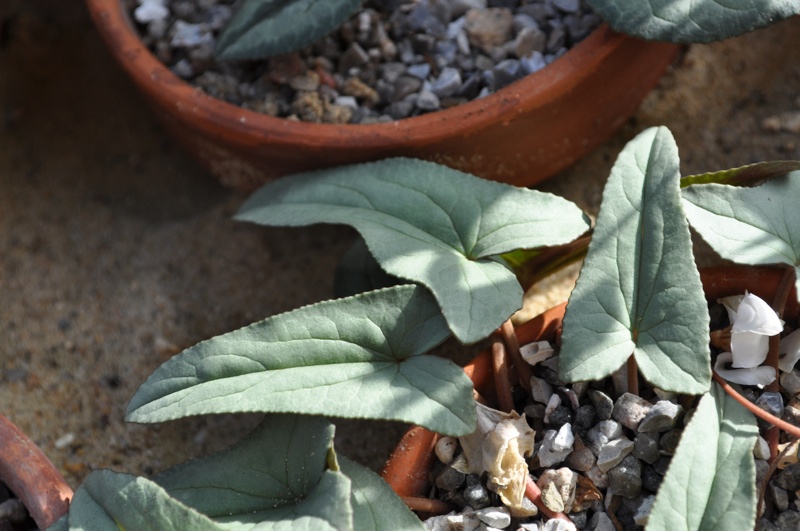 Cyclamen hederifolium 'Tilebarn Helena'