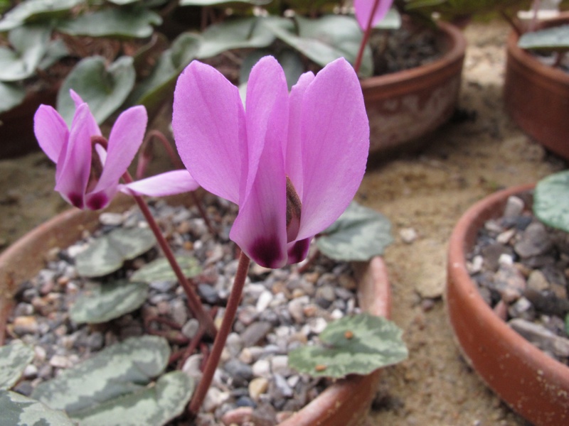 Cyclamen pseudibericum roseum