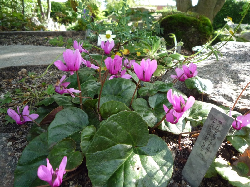 Cyclamen purpurascens Bohinj