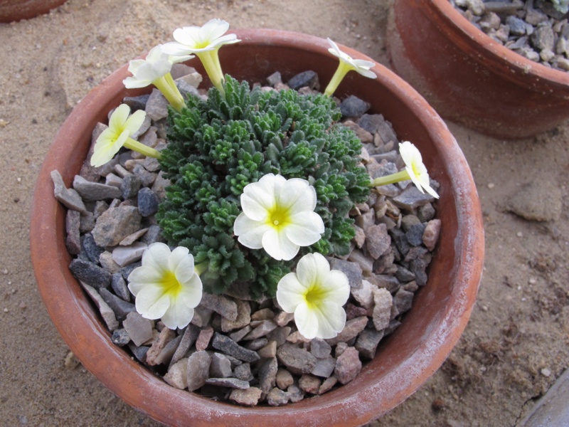 Dionysia 'Charlson Emma'