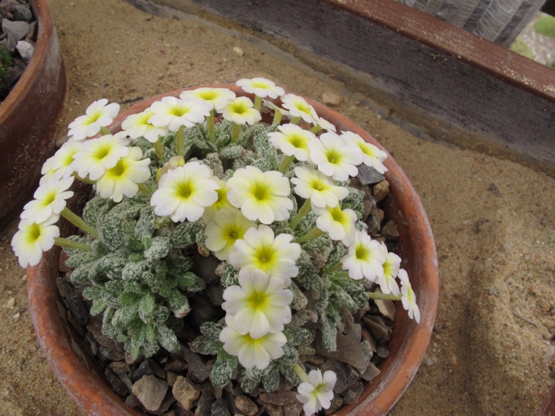 Dionysia 'Charlson Primrose'