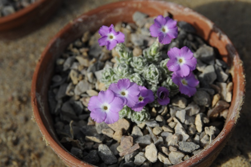 Dionysia 'Schneeball'