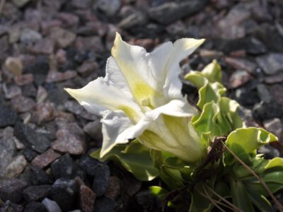 Gentiana angustifolia alba