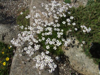 Gypsophila tenuifolia
