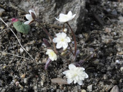 Hepatica nobilis v japonica alba fl pl