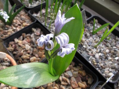 Hyacinthus litwinowii