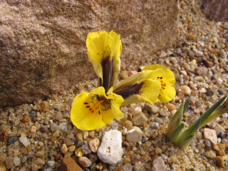 Iris danfordiae x 'Orange Glow'