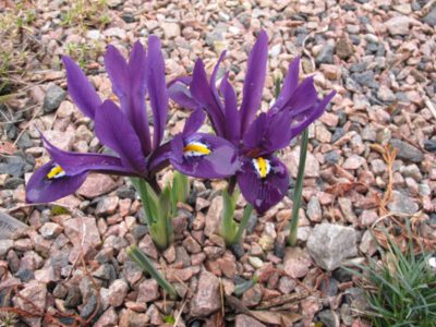 Iris reticulata 'Dark Desire'