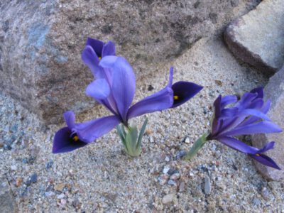 Iris reticulata 'Paris Flare'
