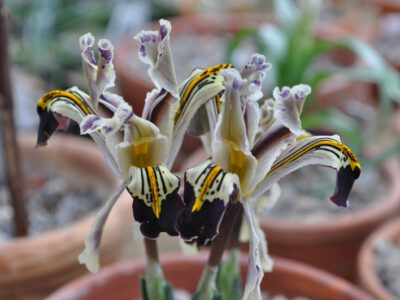 Iris rosenbachiana 'Varzob'