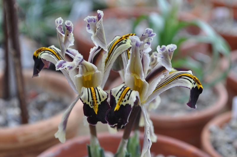 Iris rosenbachiana 'Varzob'