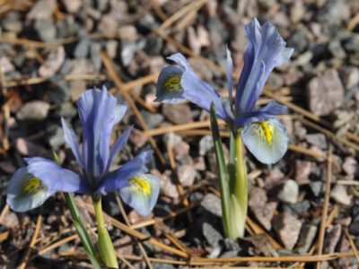 Iris sophenensis 'Dance on'