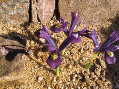 Iris sophenensis x danfordiae x 'Regal'