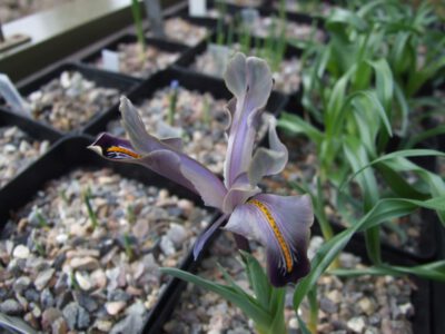 Iris stenophylla