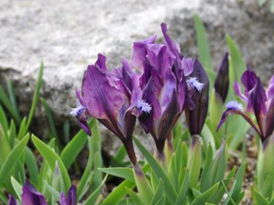 Iris taurica