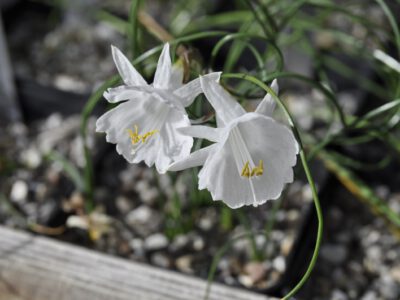 Narcissus cantabricus ssp monophyllus