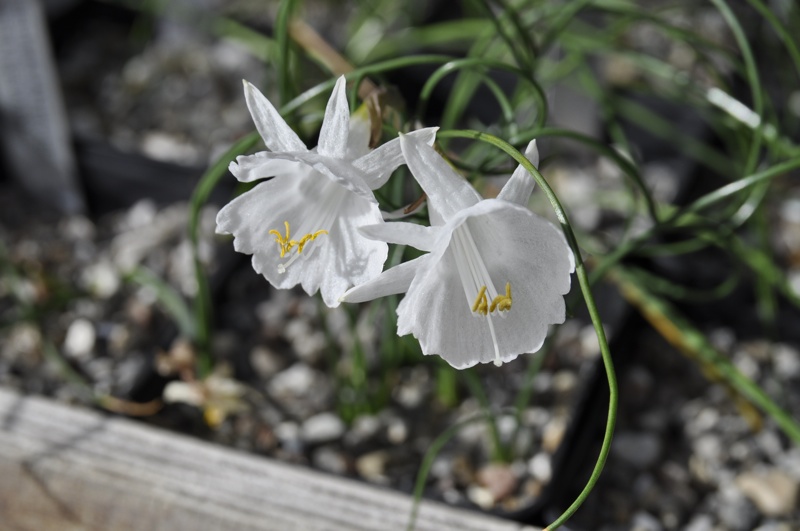 Narcissus cantabricus ssp monophyllus