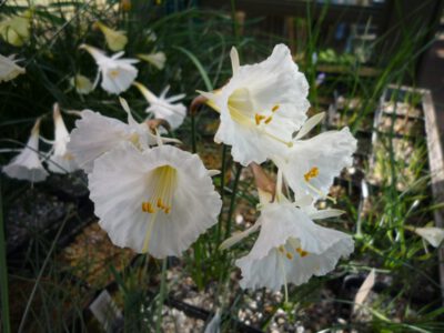 Narcissus romieuxii rifanus