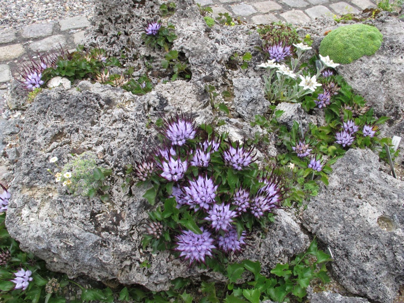 Physoplexis comosa – Alpines.dk