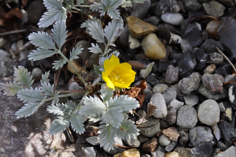 Potentilla holousa