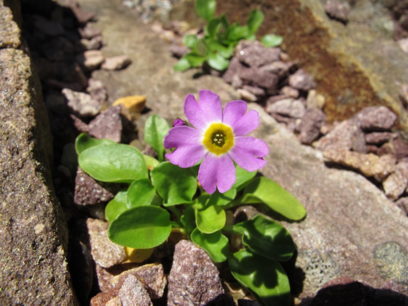 Primula fasciculata