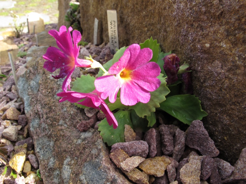 Primula x 'Watrant'