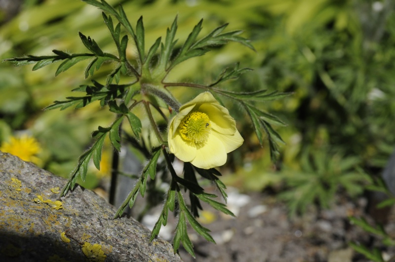 Pulsatilla alpina apiifolia