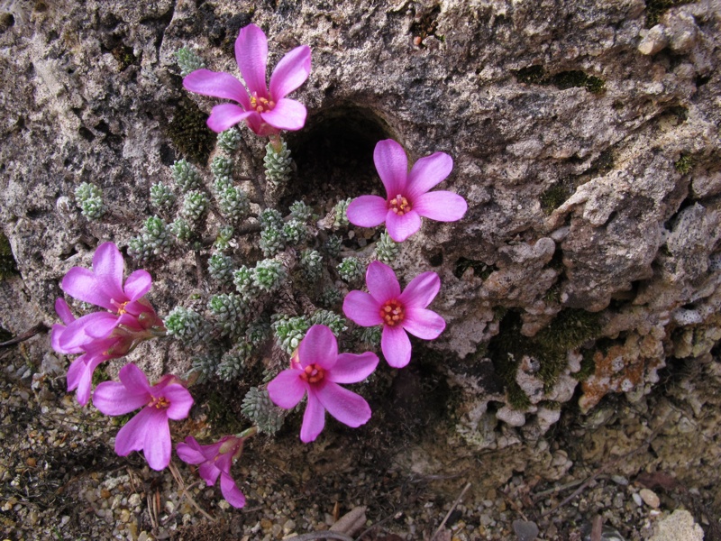 Saxifraga columnaris