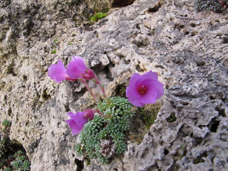 Saxifraga dinninaris