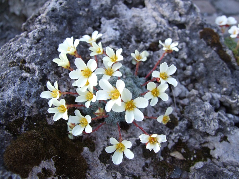 Saxifraga kernerianum