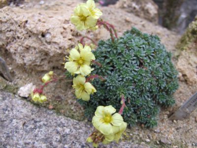 Saxifraga kotschyi