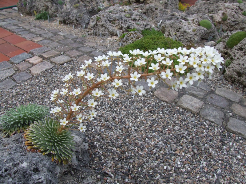 Saxifraga longifolia