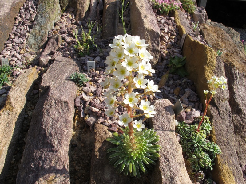 Saxifraga longifolia