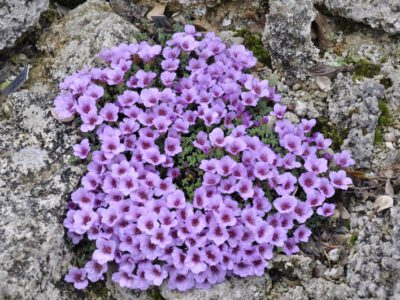 Saxifraga oppositifolia klon B MK K. Lang