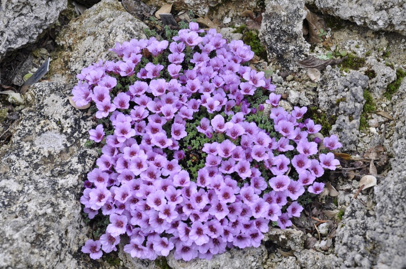 Saxifraga oppositifolia klon B MK K. Lang