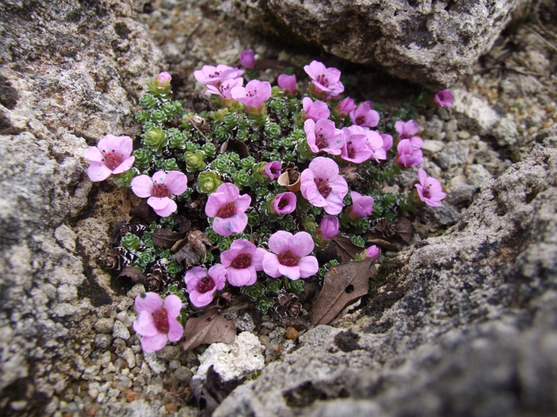 Saxifraga oppositifolia v latina