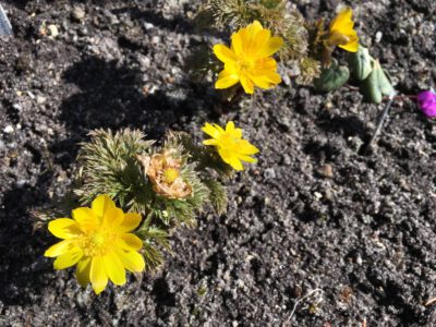 Adonis amurensis 'Fukujuka'