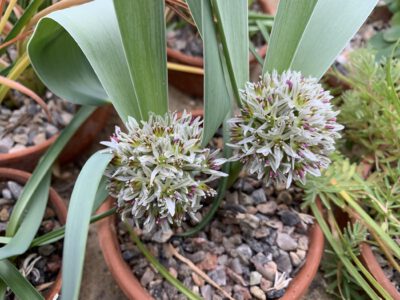 Allium alburzense laf