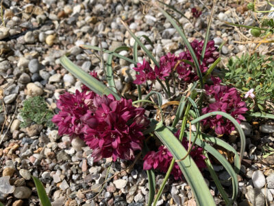 Allium oreophilum ‘Kusavli Curl’