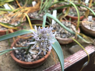 Allium schelkownikowii