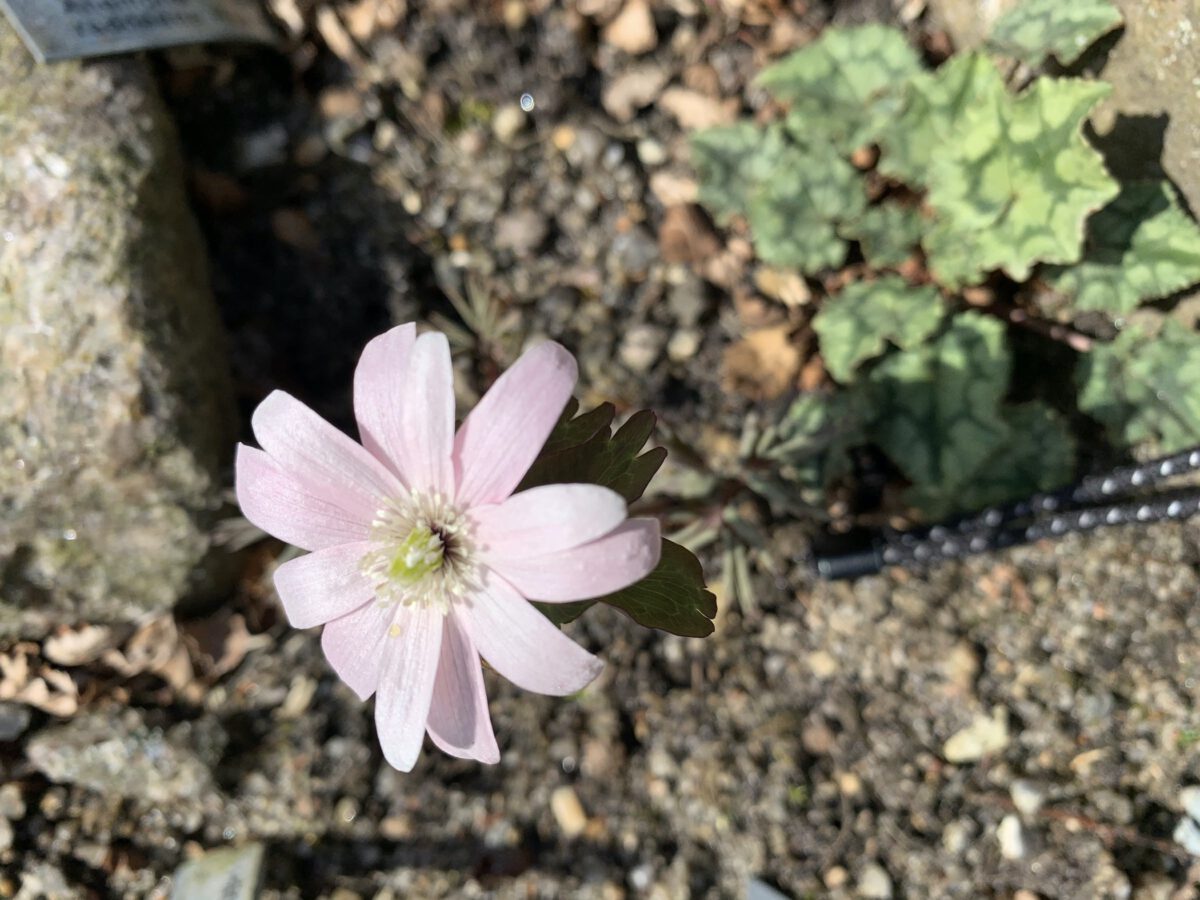 Anemone raddeana rosea