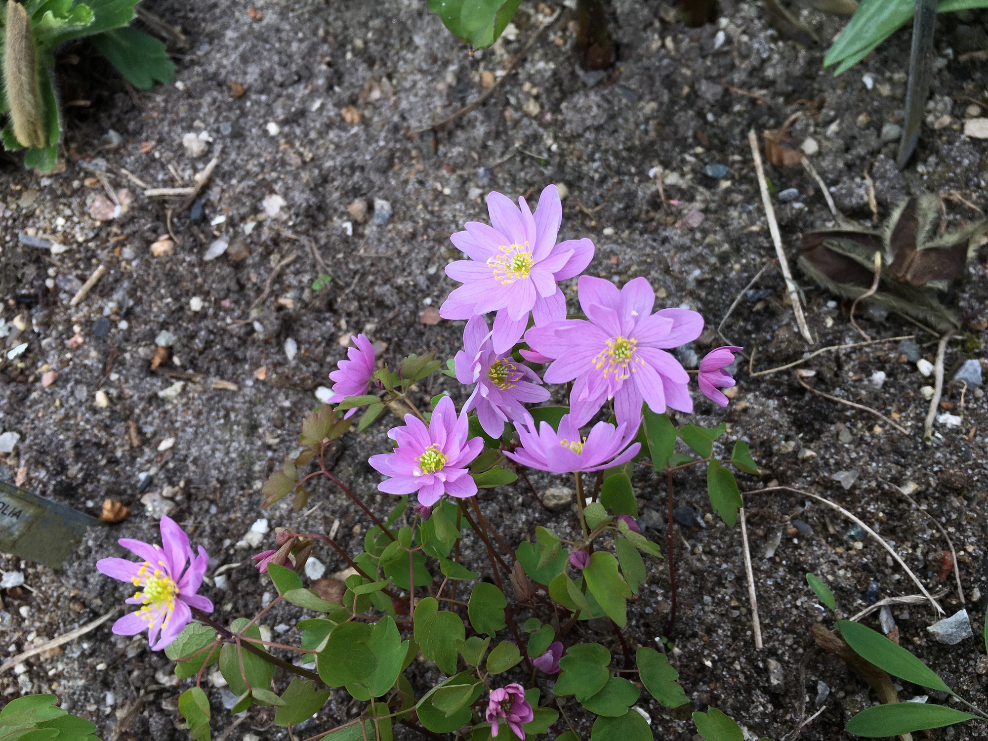 Anemonella thalictroides 'Pink Flash'